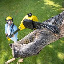 Best Organic Lawn Care Solutions  in Clisle, AR