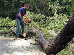 Best Emergency Tree Removal  in Clisle, AR