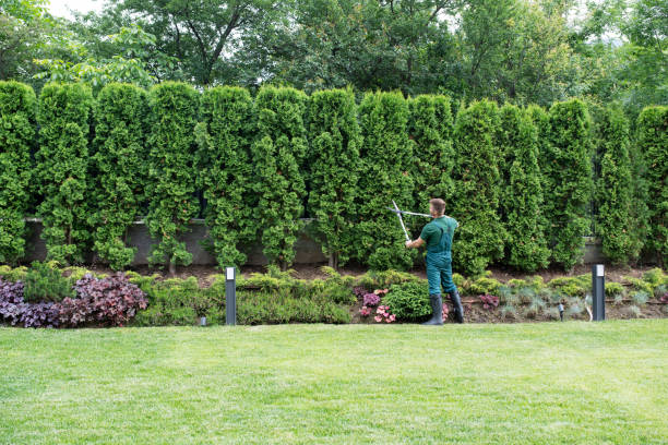 Best Lawn Maintenance Plans  in Clisle, AR