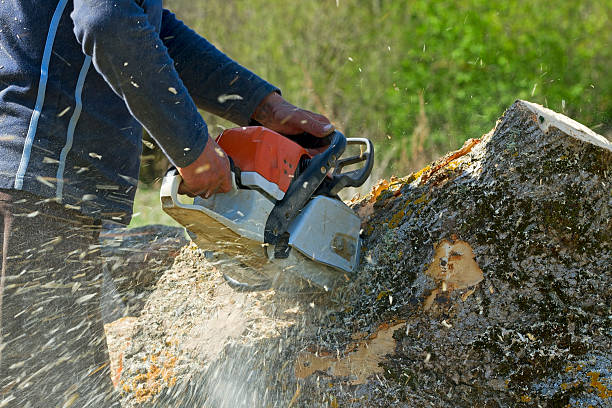 Best Tree and Shrub Care  in Clisle, AR